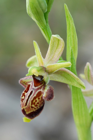 Ophrys occidentalis x scolopax 