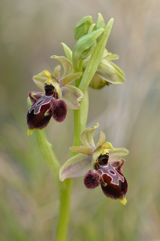 Ophrys occidentalis x scolopax 