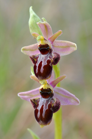 Ophrys occidentalis x scolopax 