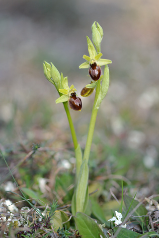 Ophrys exaltata ssp. marzuola x virescens
