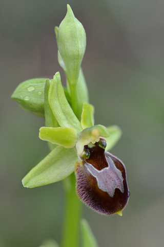 Ophrys exaltata ssp. marzuola x virescens
