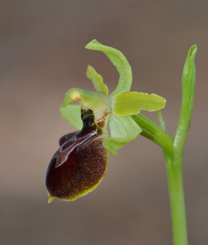 Ophrys occidentalis