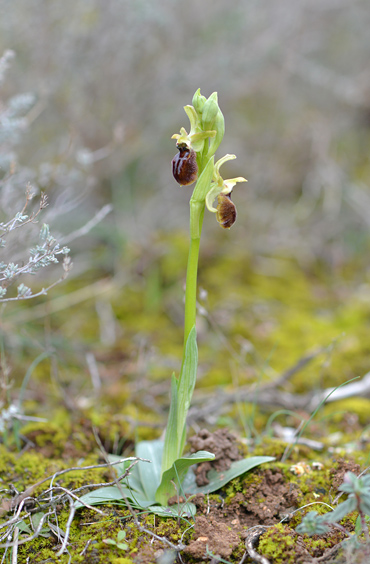 Ophrys occidentalis