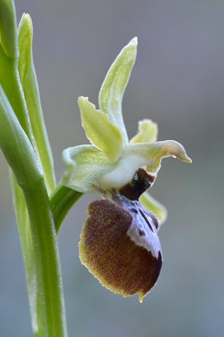 Ophrys occidentalis