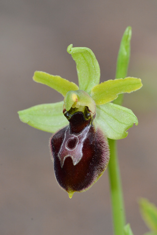 Ophrys occidentalis