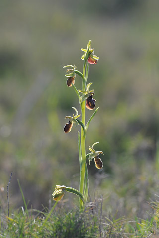 Ophrys occidentalis