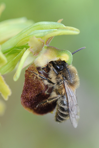 Ophrys occidentalis