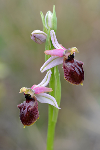 Ophrys occidentalis