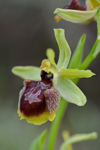 Ophrys occidentalis