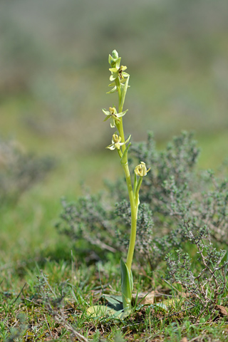 Ophrys occidentalis lusus