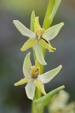 Ophrys occidentalis lusus