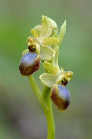 Ophrys occidentalis lusus