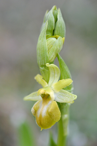 Ophrys occidentalis lusus