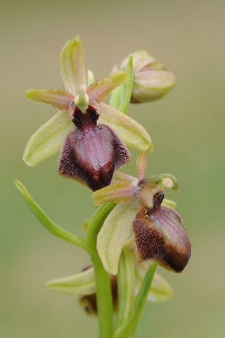 Ophrys occidentalis lusus