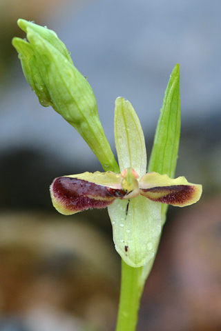 Ophrys occidentalis lusus