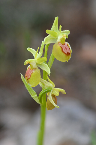 Ophrys occidentalis lusus