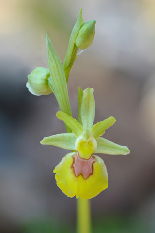 Ophrys occidentalis lusus