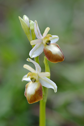 Ophrys occidentalis lusus