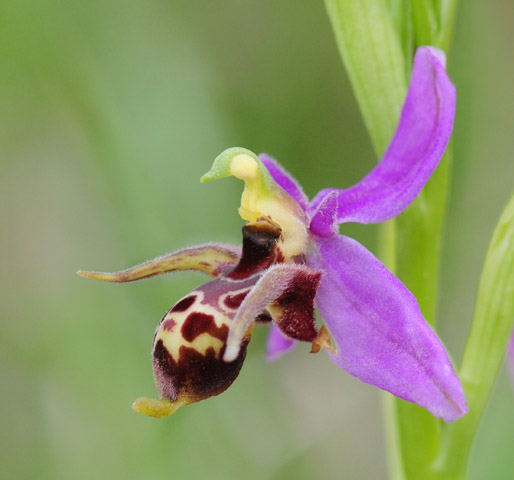 Ophrys oestrifera