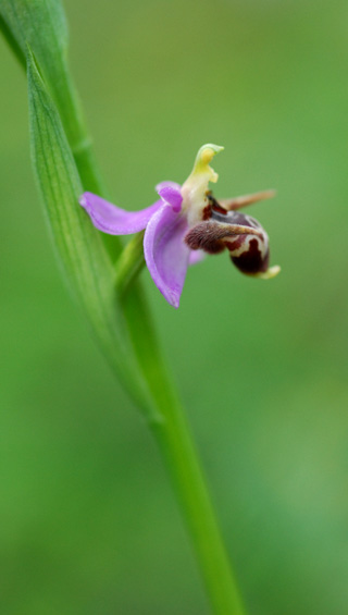 Ophrys oestrifera