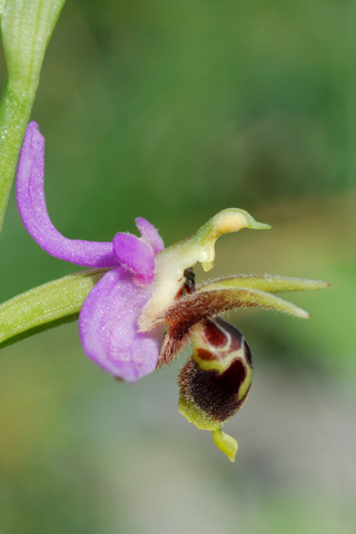 Ophrys oestrifera