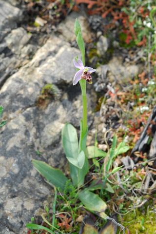 Ophrys oestrifera