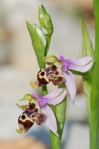 Ophrys oestrifera