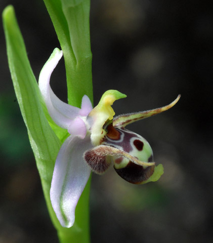 Ophrys oestrifera var. grandiflora