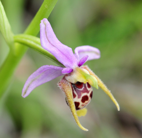 Ophrys oestrifera var. grandiflora