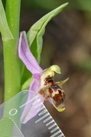 Ophrys oestrifera var. minuscula