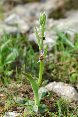 Ophrys oestrifera var. minuscula
