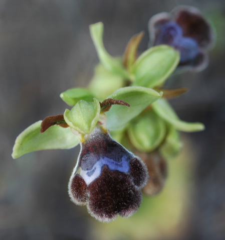 Ophrys omegaifera