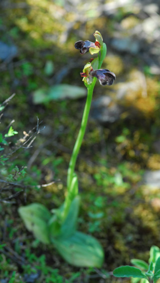 Ophrys omegaifera