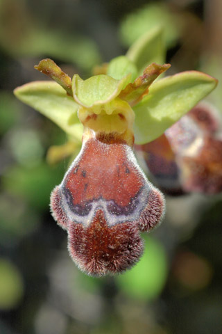 Ophrys omegaifera