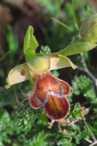 Ophrys omegaifera