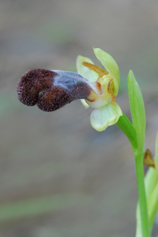 Ophrys omegaifera