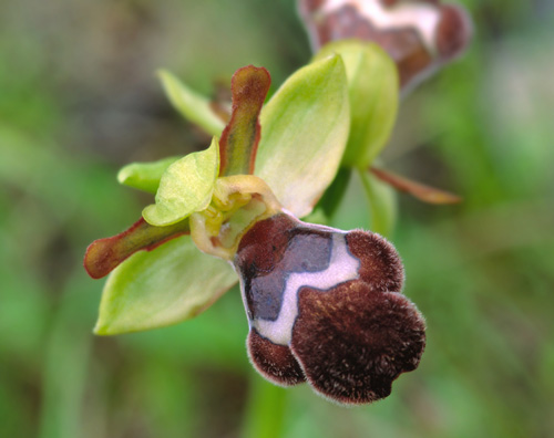 Ophrys omegaifera