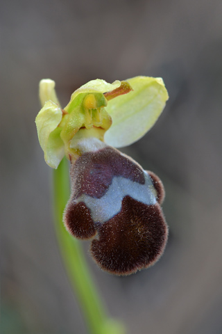 Ophrys omegaifera