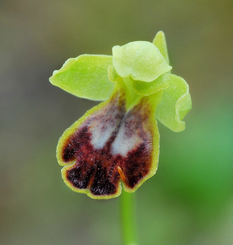 Ophrys ortuabis