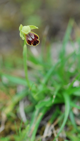 Ophrys ortuabis