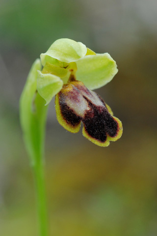 Ophrys ortuabis