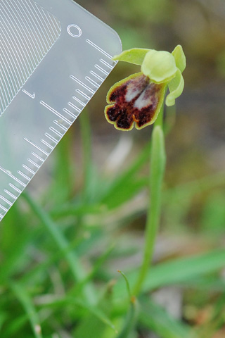 Ophrys ortuabis