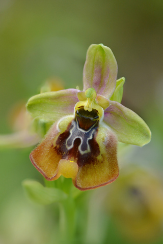 Ophrys calliantha x oxyrrhynchos