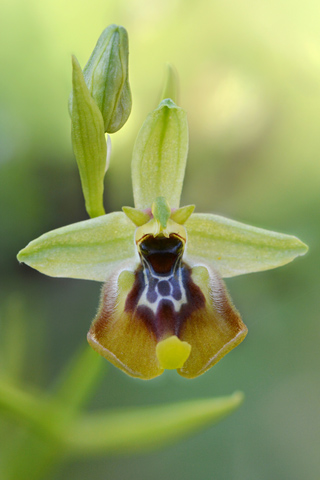 Ophrys lacaitae x oxyrrhynchos