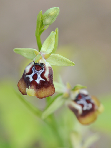 Ophrys oxyrrhynchos