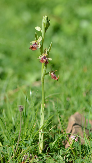Ophrys oxyrrhynchos