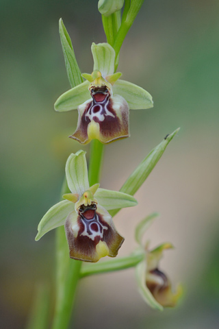 Ophrys oxyrrhynchos