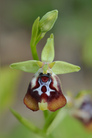Ophrys oxyrrhynchos
