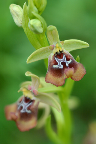 Ophrys oxyrrhynchos