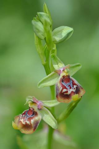 Ophrys oxyrrhynchos